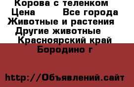 Корова с теленком › Цена ­ 69 - Все города Животные и растения » Другие животные   . Красноярский край,Бородино г.